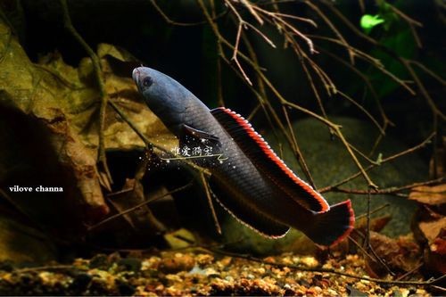 性價比最高的雷龍魚品種圖片 性價比最高的雷龍魚品種圖片 龍魚百科 第14張