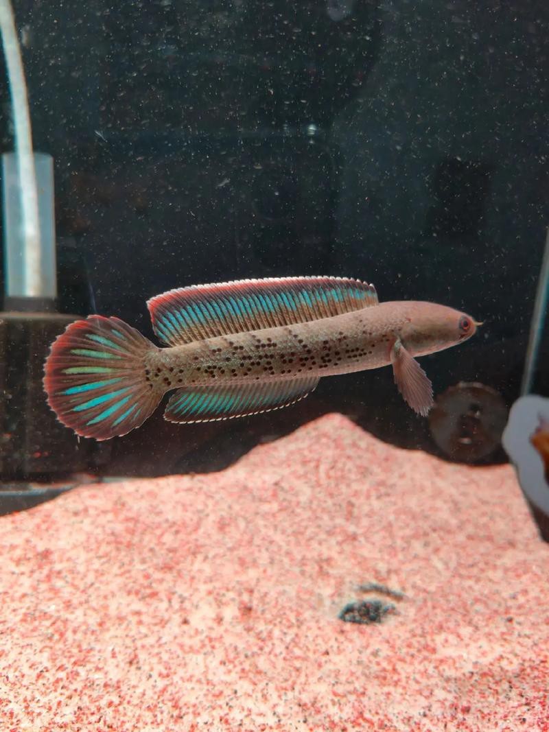 性價比最高的雷龍魚品種圖片 性價比最高的雷龍魚品種圖片 龍魚百科 第34張
