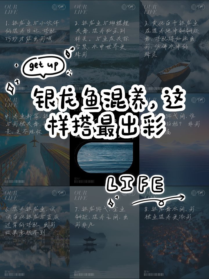 銀龍魚最好三個(gè)顏色