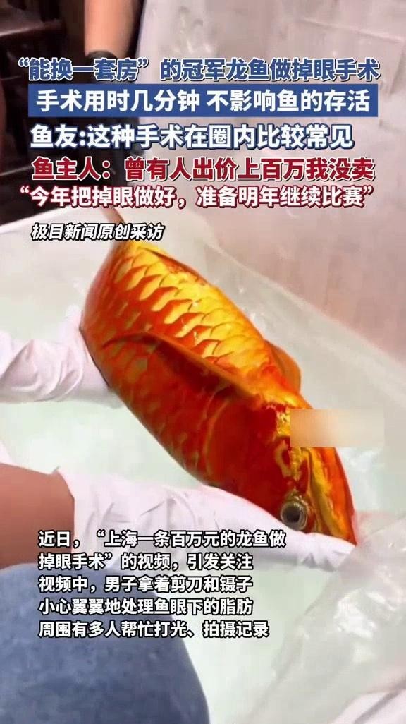 龍魚比賽視頻大全集播放 龍魚比賽視頻大全集播放 2025長城杯龍魚大賽 第5張