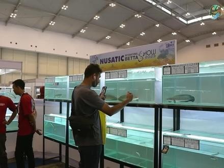 龍魚比賽視頻大全集播放 龍魚比賽視頻大全集播放 2025長城杯龍魚大賽 第3張