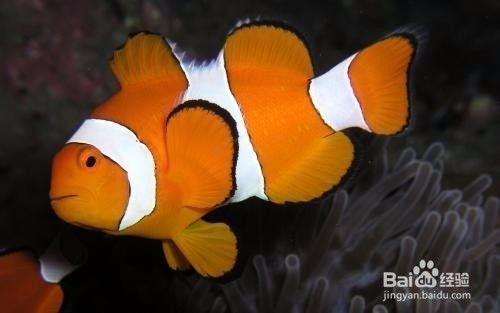 防止熱帶魚生病魚缸內放什么