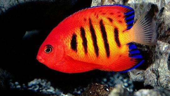 防止熱帶魚生病魚缸內放什么