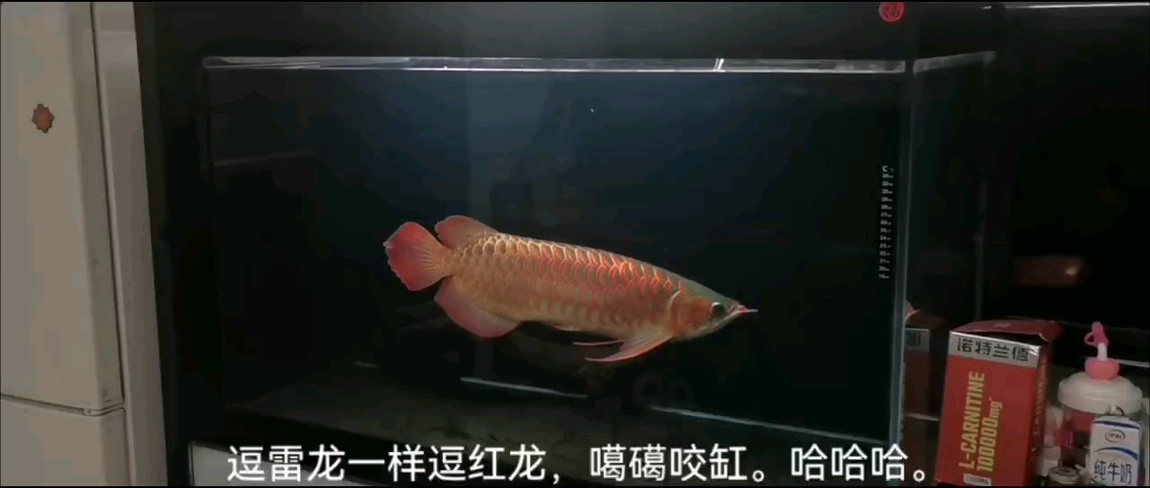 會咬缸的紅龍。 會咬缸的紅龍。 龍魚論壇 第1張