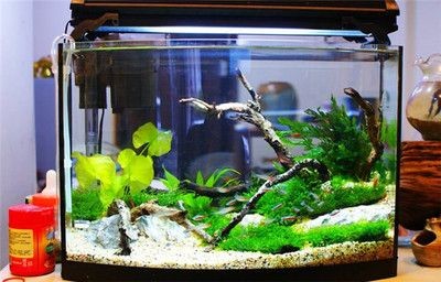廣東魚缸生產廠家排名前十：-水族用品行業翹楚：廣東魚缸生產廠家排名前十名