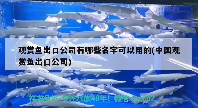 銀龍魚魚苗多少錢一條圖片大全（銀龍魚魚苗多少錢一條圖片大全視頻）
