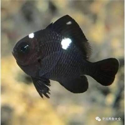 金魚品種大全金魚品種大全金魚品種大全金魚品種大全：如何選擇黑色的魚缸 金魚品種大全金魚品種大全金魚品種大全金魚品種大全：如何選擇黑色的魚缸 魚缸百科 第4張