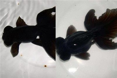 金魚品種大全金魚品種大全金魚品種大全金魚品種大全：如何選擇黑色的魚缸 金魚品種大全金魚品種大全金魚品種大全金魚品種大全：如何選擇黑色的魚缸 魚缸百科 第3張