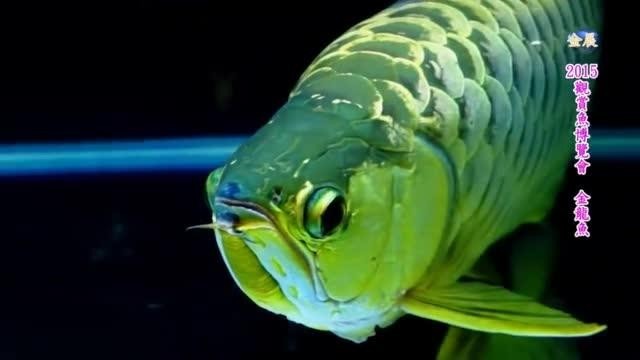 冠軍金龍魚