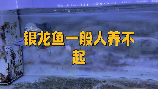 冠軍金龍魚