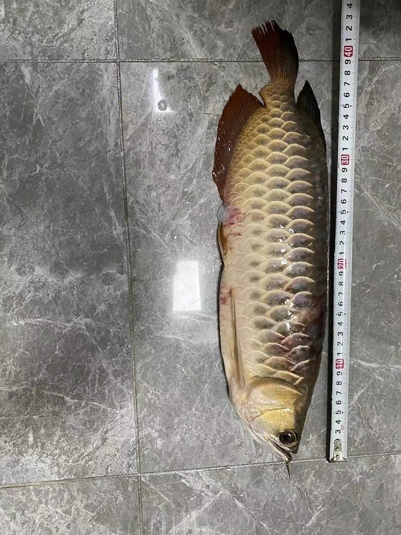 冠軍金龍魚