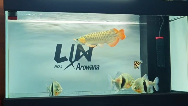 打卡，換個新背景。 打卡，換個新背景。 龍魚論壇 第1張