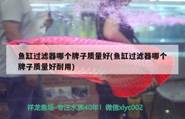 魚缸過(guò)濾器哪個(gè)品牌的質(zhì)量好：高質(zhì)量的魚缸過(guò)濾器品牌推薦