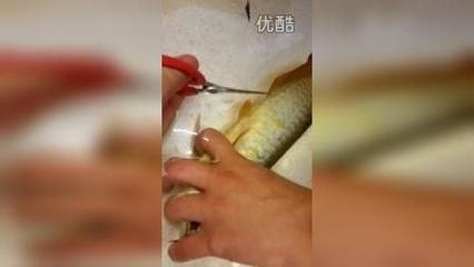 給龍魚做手術用什么藥水：給龍魚做手術使用什么藥水