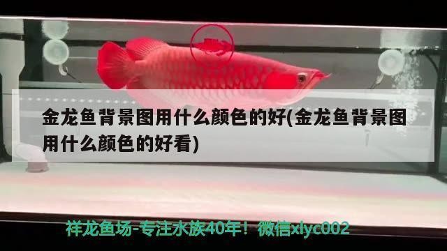 <strong><mark>港口</mark></strong>區雅魚居水族館（<strong><mark>港口</mark></strong>區雅魚居水族館電話）