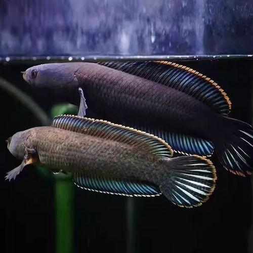 雷龍魚有幾種品種圖片及價格