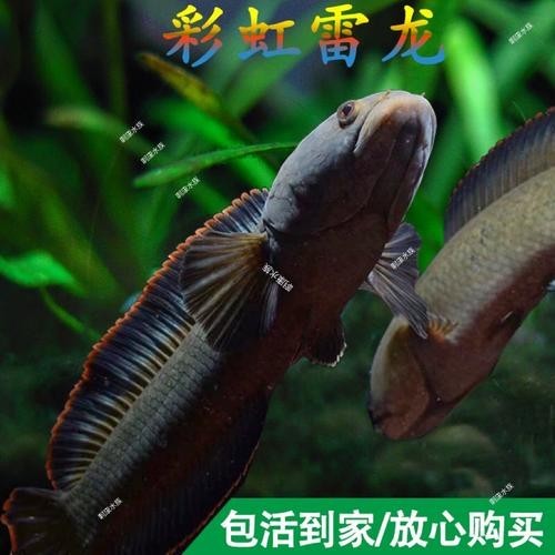 雷龍魚有幾種品種圖片及價格