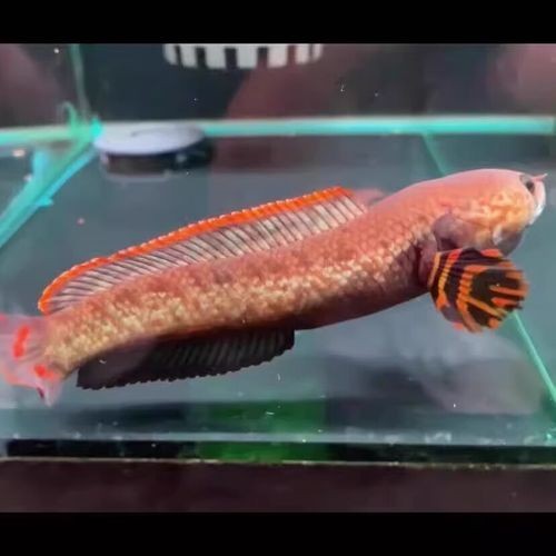 雷龍魚有幾種品種圖片及價格