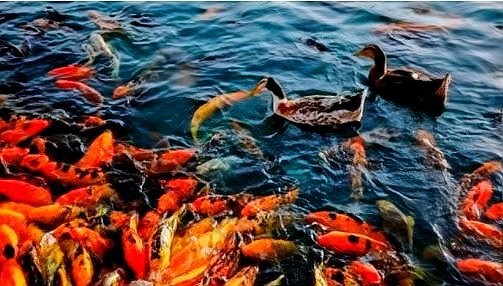 龍魚最適合哪個屬相養 龍魚最適合哪個屬相養 2025長城杯龍魚大賽 第6張