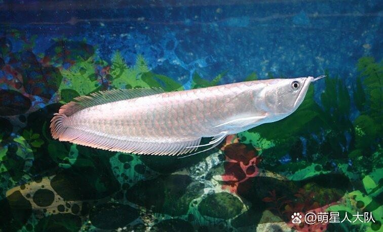 黑化銀龍魚