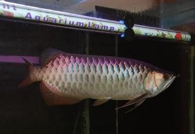 過背金龍魚喂什么發色好養護：過背金龍魚喂什么發色好養護過背金龍魚喂什么發色好養護 過背金龍魚喂什么發色好養護：過背金龍魚喂什么發色好養護過背金龍魚喂什么發色好養護 龍魚百科 第2張