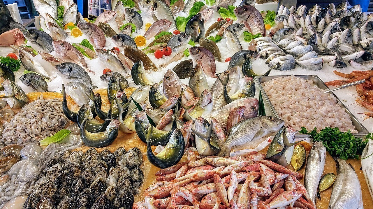 平川區化工路藍寶石觀賞魚經銷店（銀川 藍寶石）