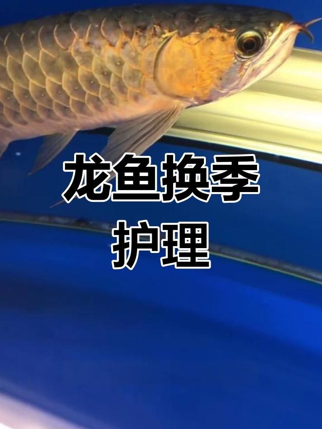 龍魚水霉病期間需要換水嗎？