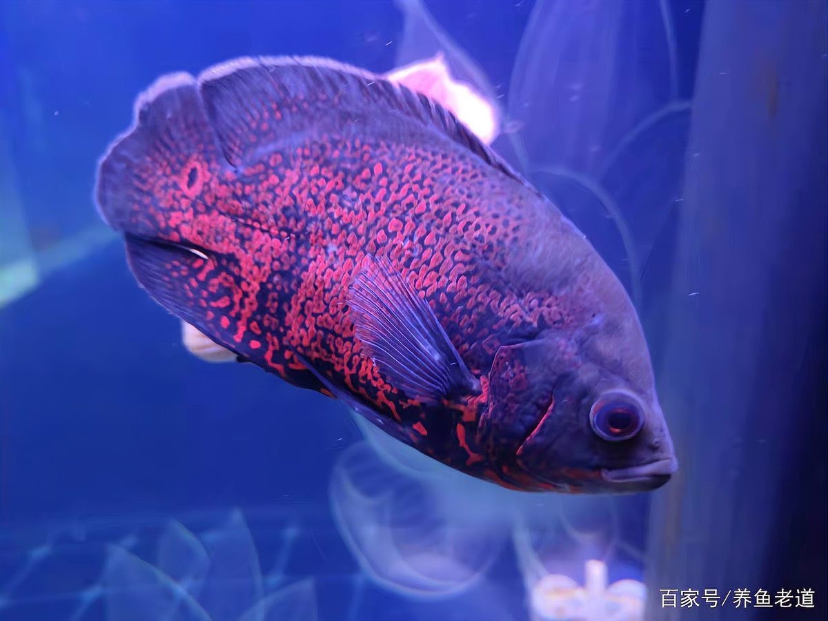 龍魚水霉病期間需要換水嗎？