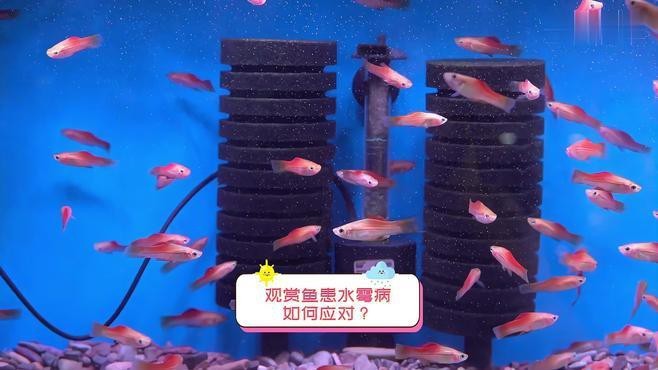 龍魚水霉病期間需要換水嗎？