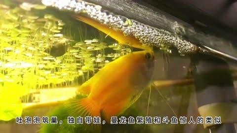 曼龍魚繁殖時需要注意什么？