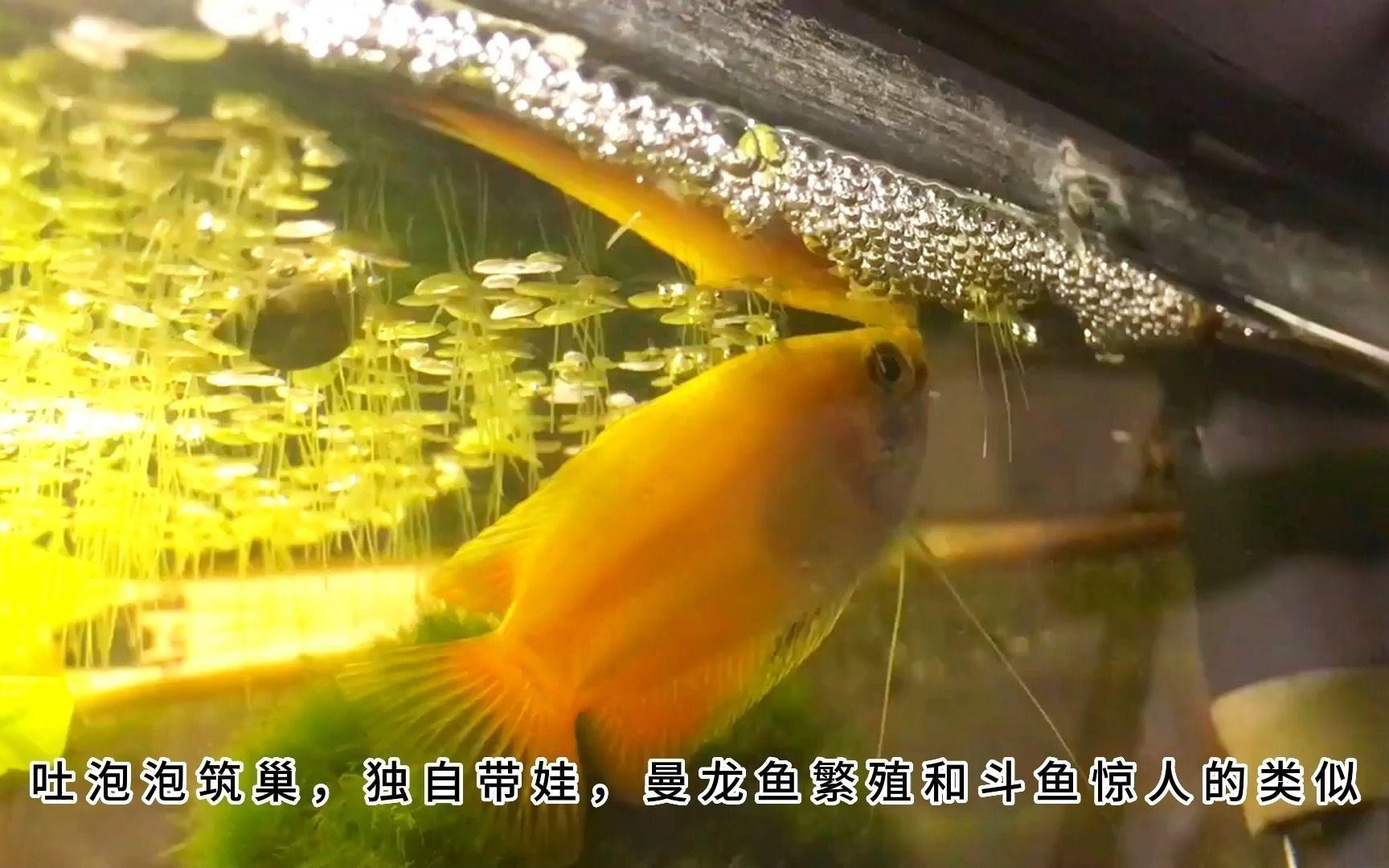曼龍魚繁殖時需要注意什么？