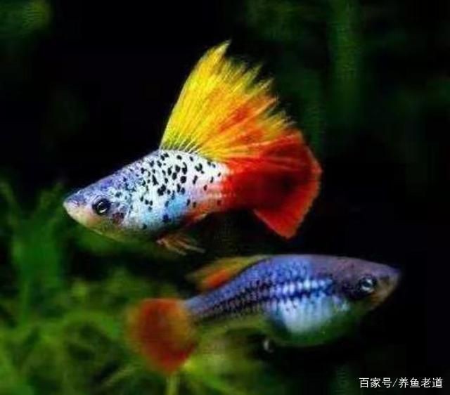 小型龍魚品種：小型龍魚品種怎么找 小型龍魚品種：小型龍魚品種怎么找 龍魚百科 第3張