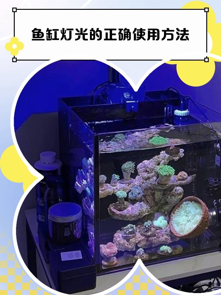 龍魚上色燈原放在什么位置更好