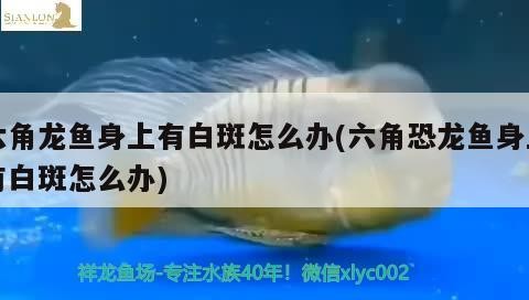 銀龍魚身上長白點用什么藥治療，銀龍魚身上長白點用什么藥治療好 銀龍魚身上長白點用什么藥治療，銀龍魚身上長白點用什么藥治療好 銀龍魚百科 第2張