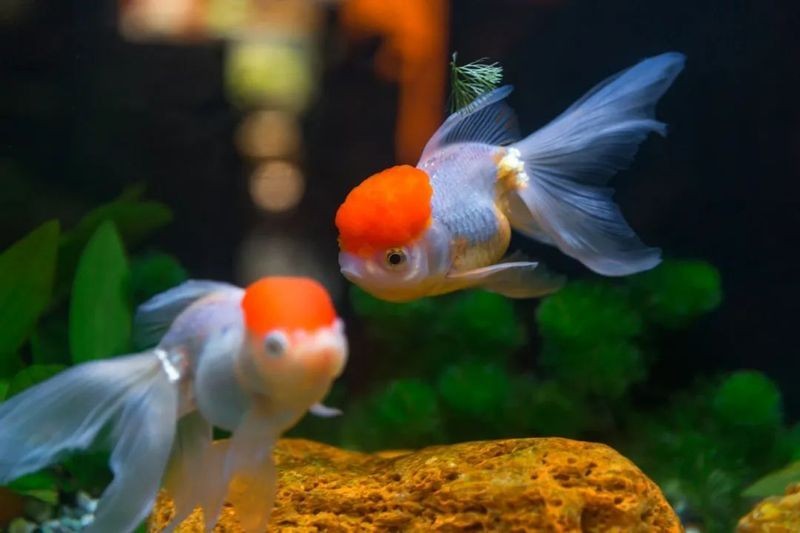 福州金魚神州行巡展還有哪些站？