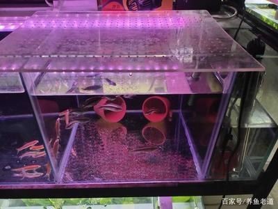 魚缸隔離盒能養魚嗎：如何自制魚缸隔離盒