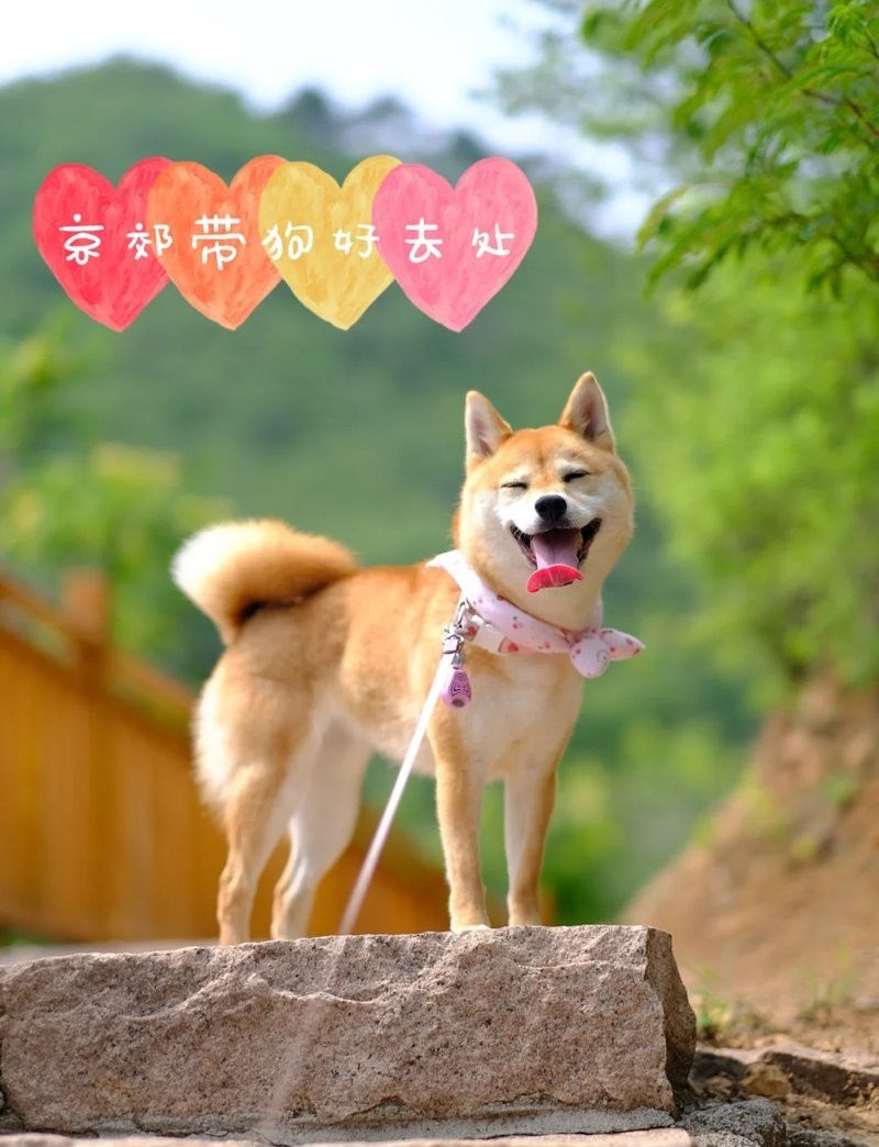 水長城景區有寵物寄養服務嗎？