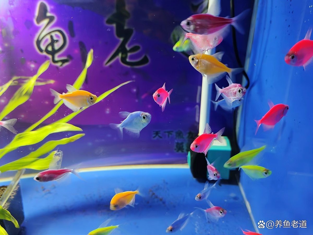 龍魚弓背需要單獨隔離嗎？ 龍魚弓背需要單獨隔離嗎？ 龍魚百科 第1張