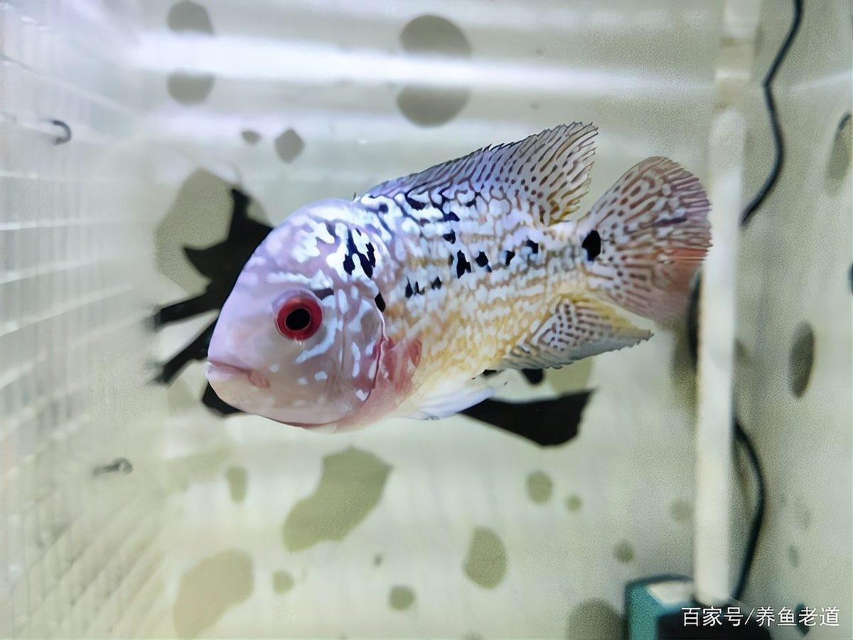 龍魚弓背需要單獨隔離嗎？ 龍魚弓背需要單獨隔離嗎？ 龍魚百科 第2張