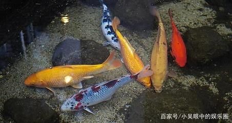 淡水魚魚缸放鹽的方法：淡水魚魚缸中放鹽的方法 淡水魚魚缸放鹽的方法：淡水魚魚缸中放鹽的方法 魚缸百科 第2張