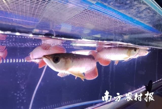 芳村龍魚批發(fā)市場(chǎng)有進(jìn)口龍魚嗎