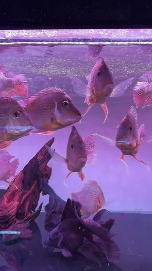 元寶魚和龍魚能混養嗎圖片