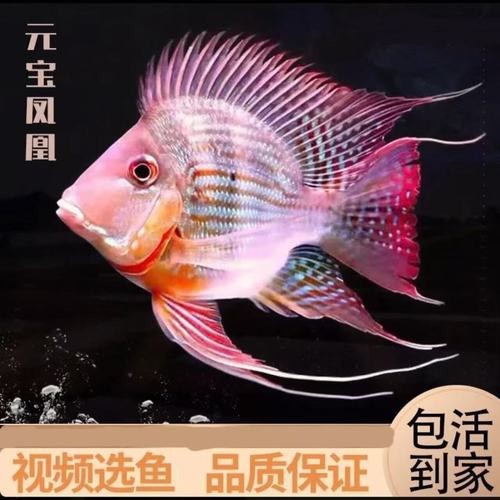 元寶魚和龍魚能混養嗎圖片