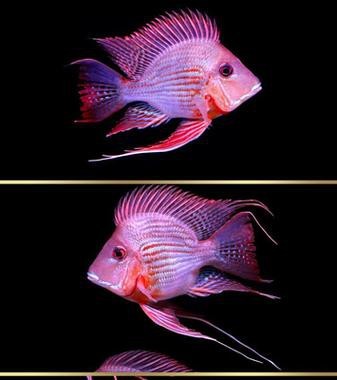 元寶魚和龍魚能混養嗎圖片