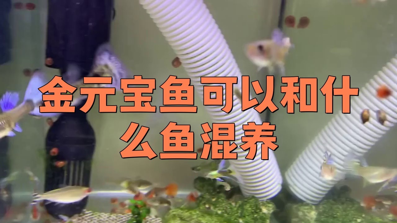 元寶魚和龍魚能混養嗎圖片