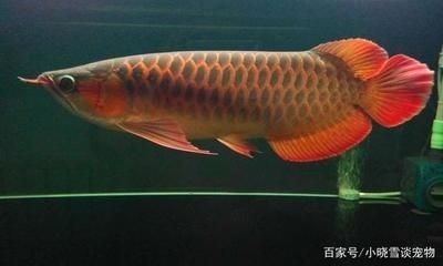 養紅龍魚一般正常的喂食時間是多少呢：養紅龍魚一般喂食時間