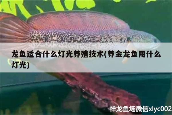 龍魚適合什么燈光養殖技術(養金龍魚用什么燈光)