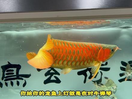 紅龍魚燈什么牌子好用又實惠耐用的 紅龍魚燈什么牌子好用又實惠耐用的 龍魚百科 第9張