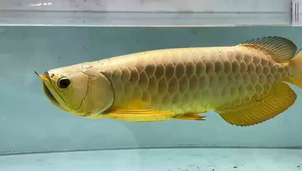 AG琥珀金：全金條炮王
