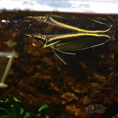 黑帶龍魚成體有多大：黑帶龍魚的成體大小